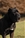 Ch. MASCALZONE LATINO - Triola Cane Corso